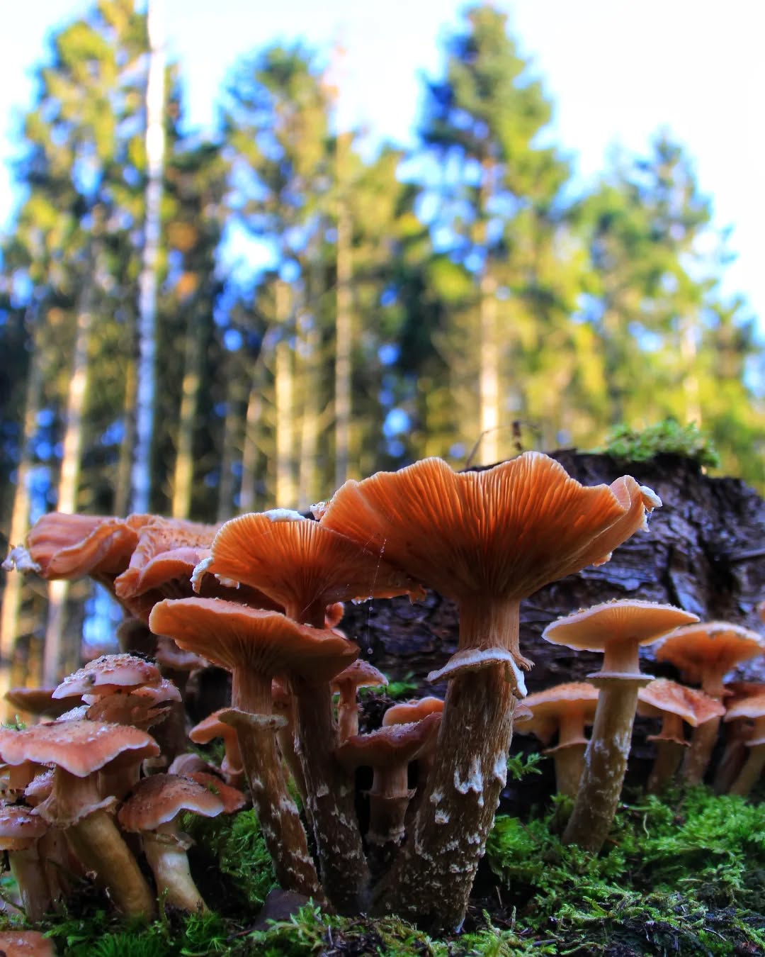 Paddenstoelen – niet alleen mooi, maar ook supergezond!