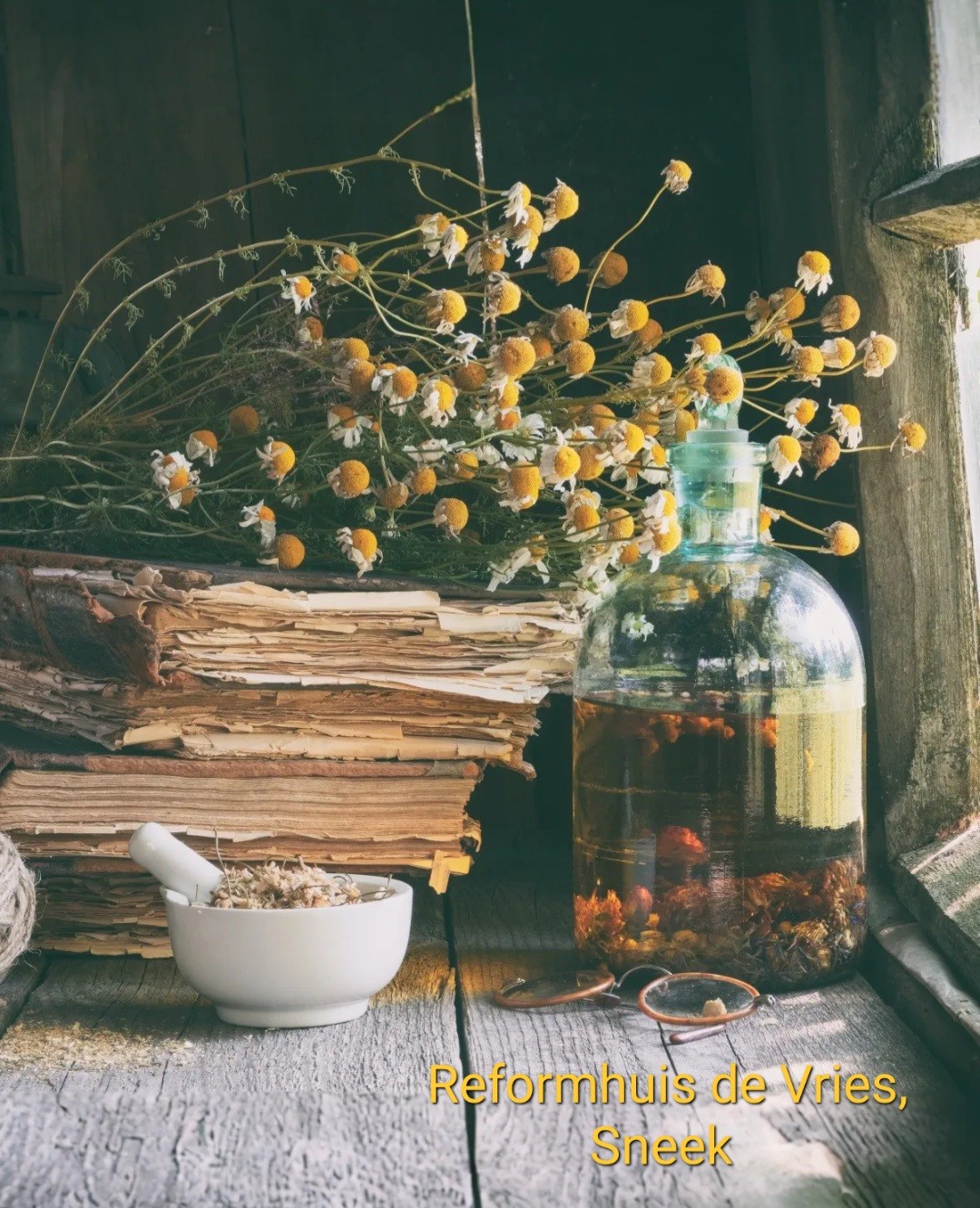 Kruidengeneeskunde: de helende kracht van planten